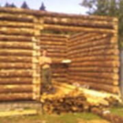 Срубы из окоренного бревна фото