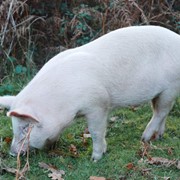 Премикс для супоросных свиноматок, Германия 2,5% фотография