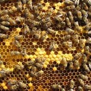 Прополис пчелиный, Продукция пчеловодства фото