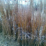 Puieti in Md la cel mai bun pret фото