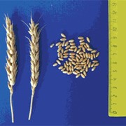 Семена Пшеница озимая сорт Джангаль