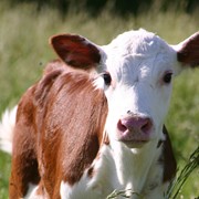 Заменитель цельного и обезжиренного молока Кормилак 16% фото