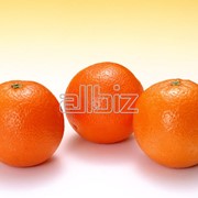 Апельсины свежие купить оптом фото