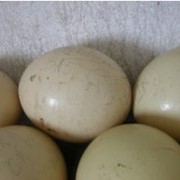 Яйцо страуса пищевое фото