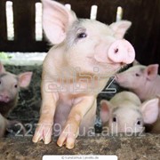 Свиньи разных пород фото
