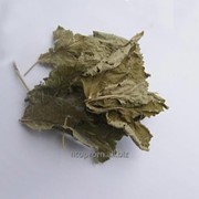 Ежевика листья фото