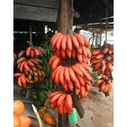 Красный банан фотография