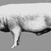 Ливенская порода свиней фото
