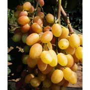 Саженцы винограда Изысканный, оптом фотография