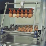 Оборудование для автоматической загрузки/выгрузки яиц в лотках
