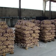 Картофель оптом от производителя. доставка по РФ