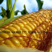 Семена кукурузы БОРОЗЕНСЬКИЙ 277 МВ