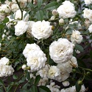 Аспирин. Почвопокровная роза, белая. Растения горочные и почвопокровные фото