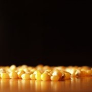 Кукуруза зерно опт фото