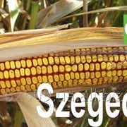 Семена кукурузы Сегеди 386