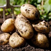 Семенной картофель среднепоздний фото