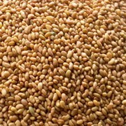 Семена люцерны (Партия от 100 кг)