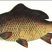 Речная рыба: карп, щука