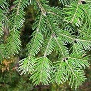 Ель обыкновенная Picea abies Acrocona vyvaz. 40-60cm,bal фотография