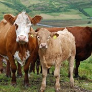 Коровы, Мясомолочные животные
