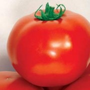 Семена томатов дар заволжья фото