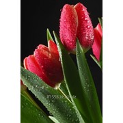 Фотопечать на стекле D3327 фото
