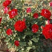 Саженцы роз Бордюрные