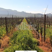 Выращивание винограда фото
