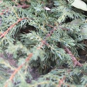 Можжевельник обыкновенный "Греен Карпет" Juniperus communis "Green Carpet"