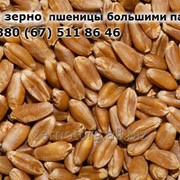 Зерно пшеницы в Украине