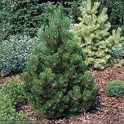 Сосна белокорая Малинки (Pinus heldreichii 'Malinkii')