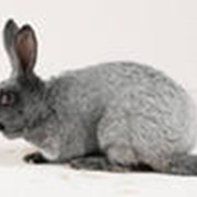 Кролики живым весом фото