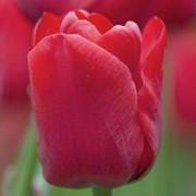 Тюльпаны на 8-е Марта и 14 февраля (lle de france) фото