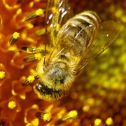 Мед подсолнечниковый фото