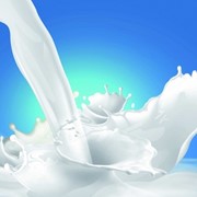 Молоко коровье сырое оптовые поставки