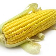 Кукуруза из Краснодарского края фото