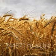 Пшеница фуражная, 5 класс фото