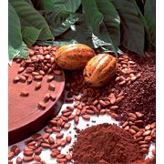 Какао паста натуральная (какао тертое) KOKO BUDI SDN BHD (Малайзия) фото