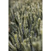 Семена яровой пшеницы Коллада 1-репродукция фото