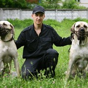 Консультация и обучение дрессировки собак фото