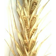 Крупа пшеничная высшего сорта фото