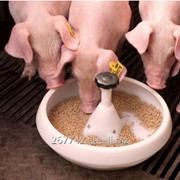 Комбикорм для свиней (корм для поросят / откормочный) фото