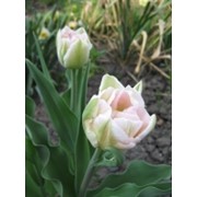 Тюльпаны Анжелика фотография