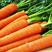 Морковь, морковь купить оптом Украина, морковь опт Крым