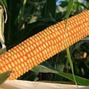 Гибрид кукурузы Эс Сигма фото