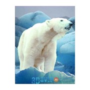 Наклейка портрет животных цветной “Белый медведь“ (430х330) (уп. 1шт.) A-STICKER фото
