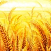 Пшеница ТОВАРНАЯ фуражная. Купить пшеницу ОПТ