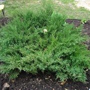 Можжевельник средний Пфитцериана Компакта (Ялівець середній; Juniperus media Pfitzeriana Compacta) фото