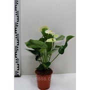 Антуриум фото