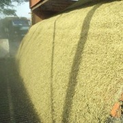 Организация приемки зерновых культур фото